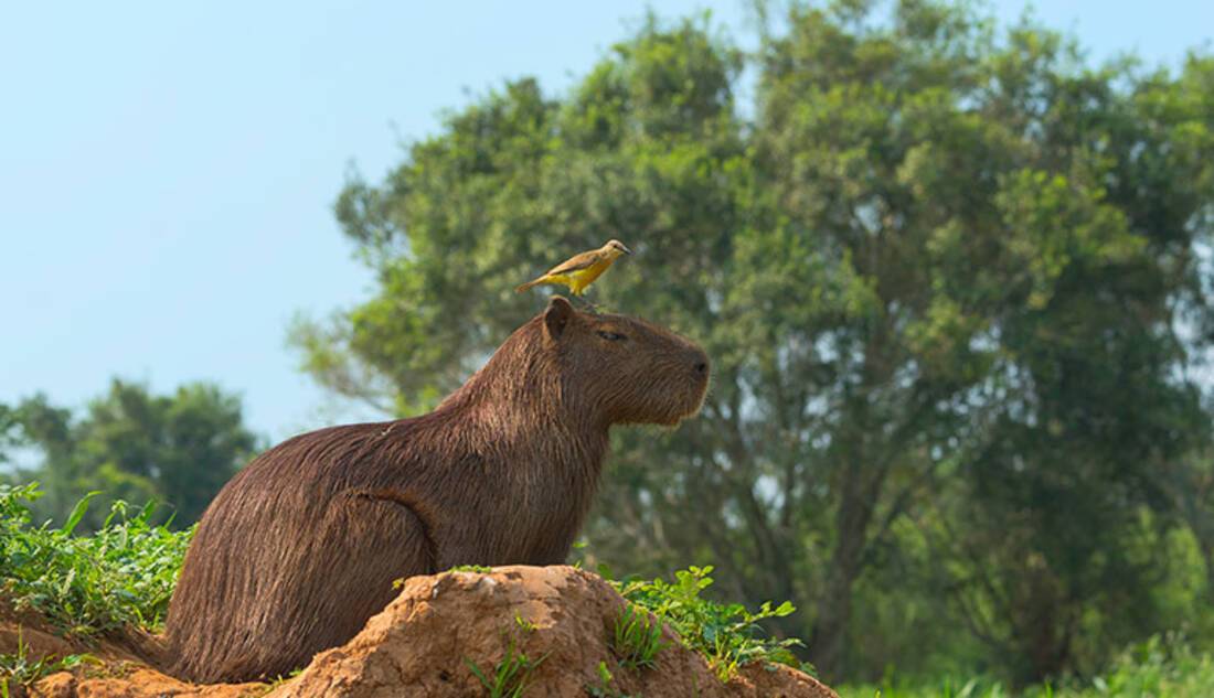 Capybara