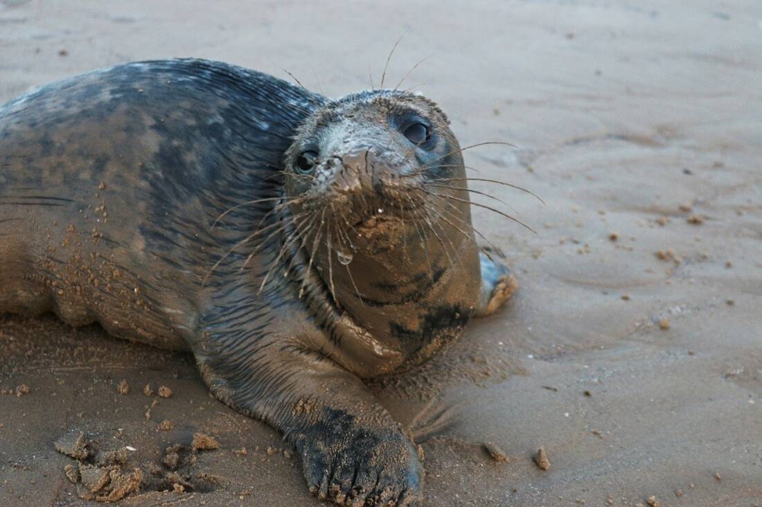 ROL Cruise Wildlife Photography Competition winning photograph