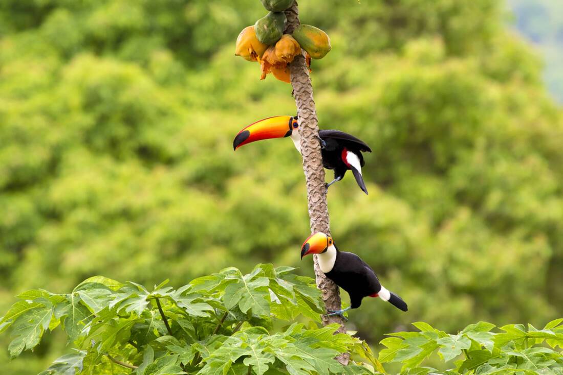 Toucans in a tree