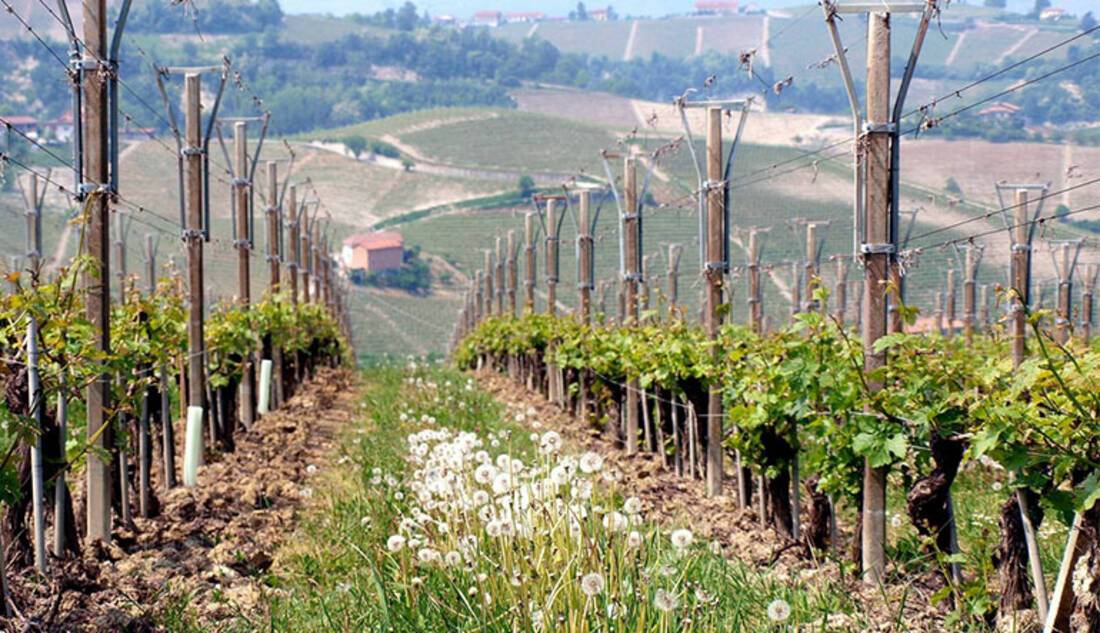 Piedmont Vineyard, Italy