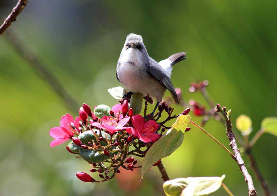 Grey White Eye
