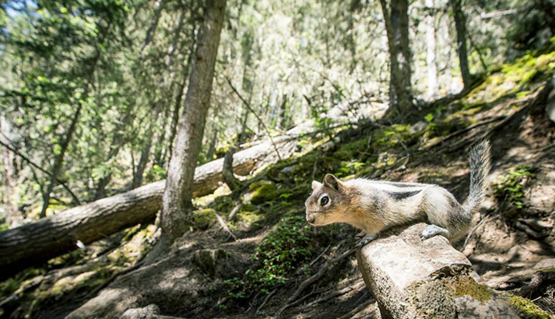 Chipmunk, Canadian Rockies