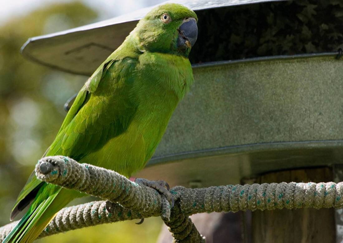 Echo Parakeet in Mauritius