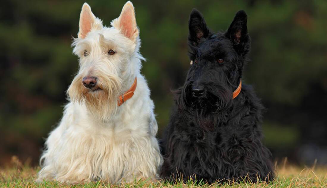 Scottish Terrier