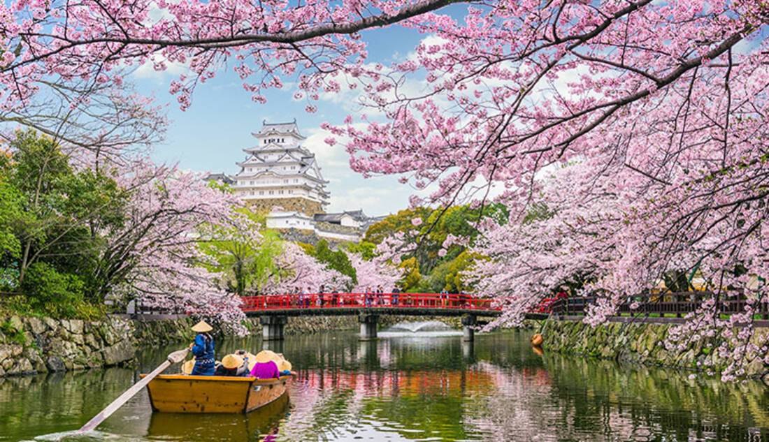 Japan blossom