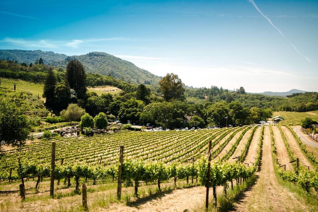 Californian vineyard