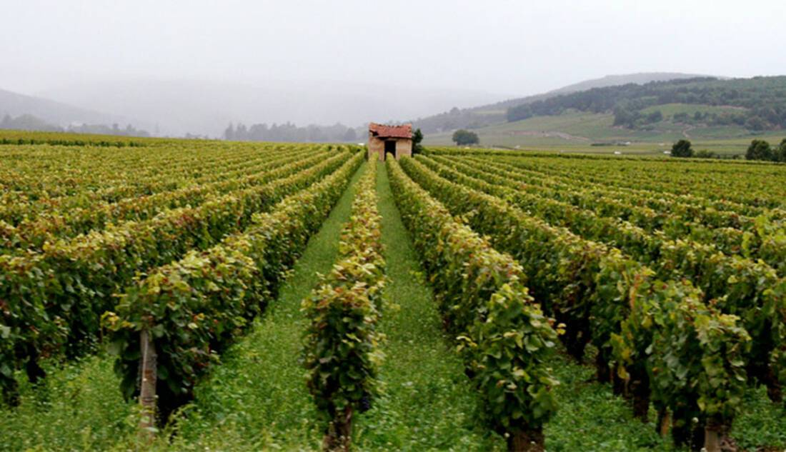 Burgundy Vineyard, France