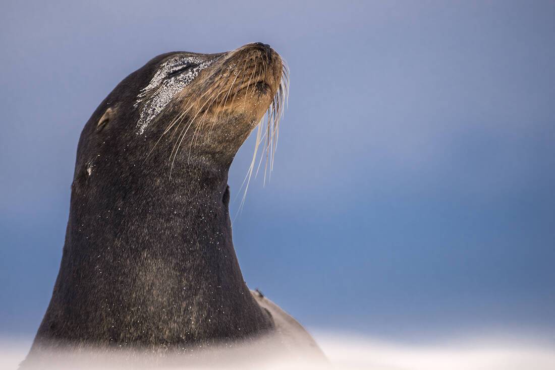 Sealion by Ross Hoddonitt