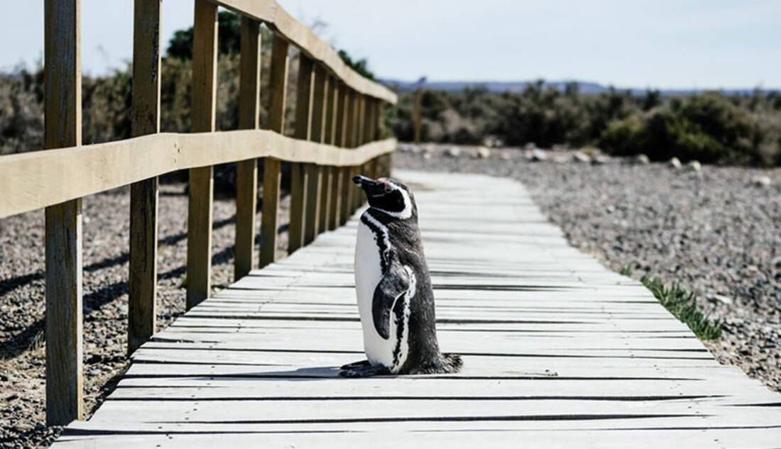 Penguin, Puerto Madryn