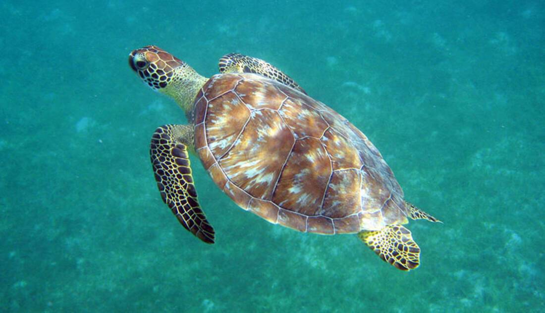 Sea Turtle, St Croix, Caribbean