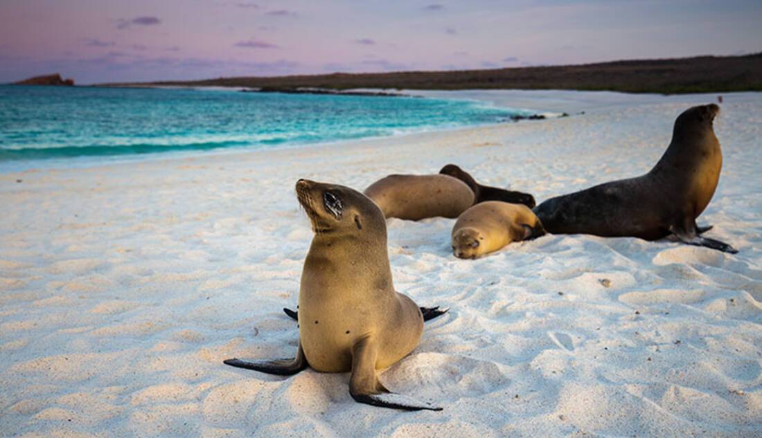 Sea lions on the Galapagos Islands