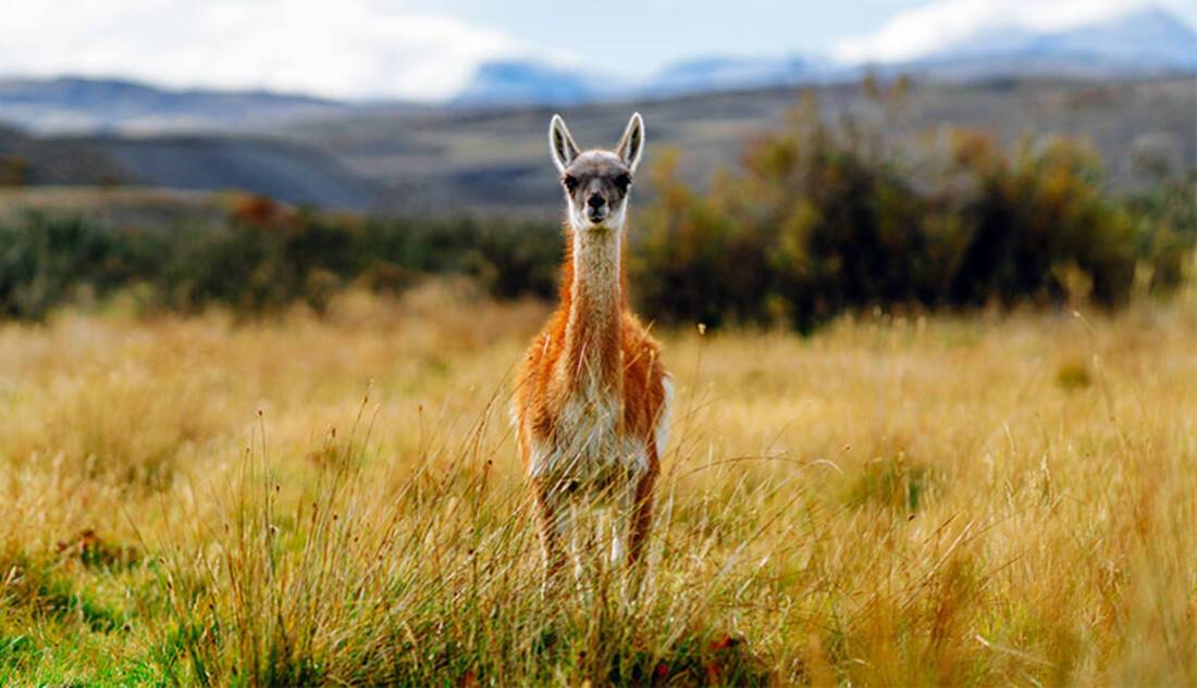 Guanaco, Patagonia