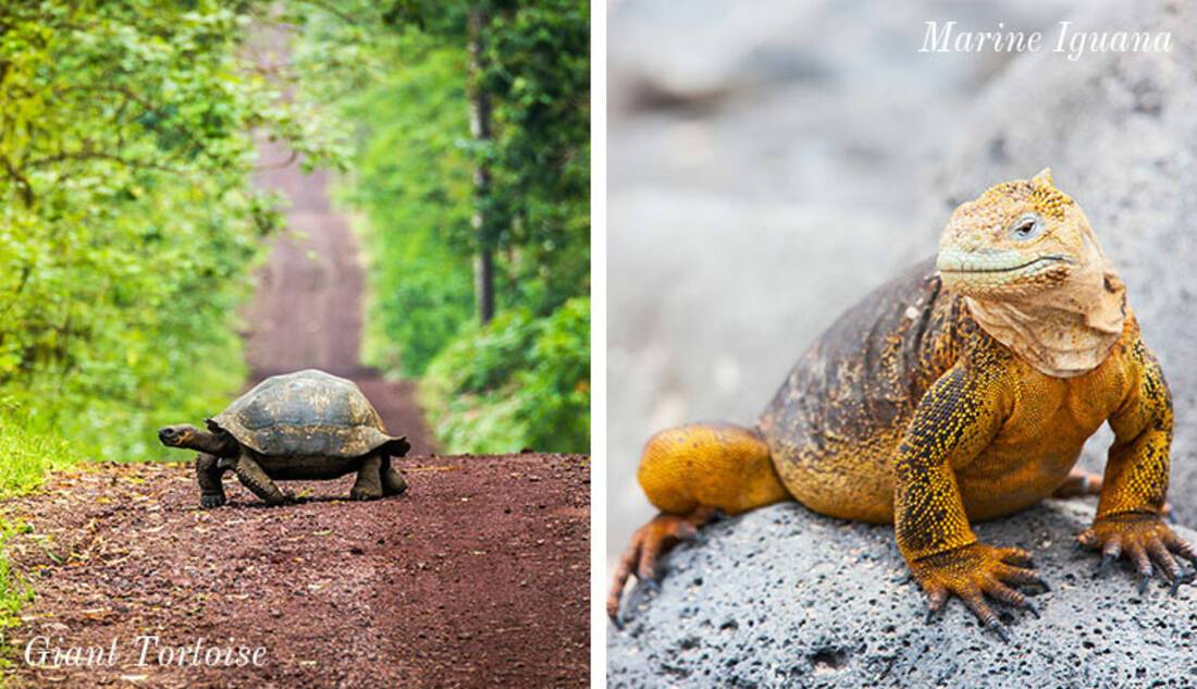Galapagos Wildlife