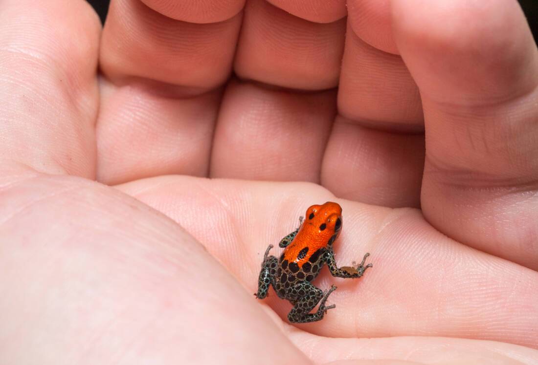 Amazon frog