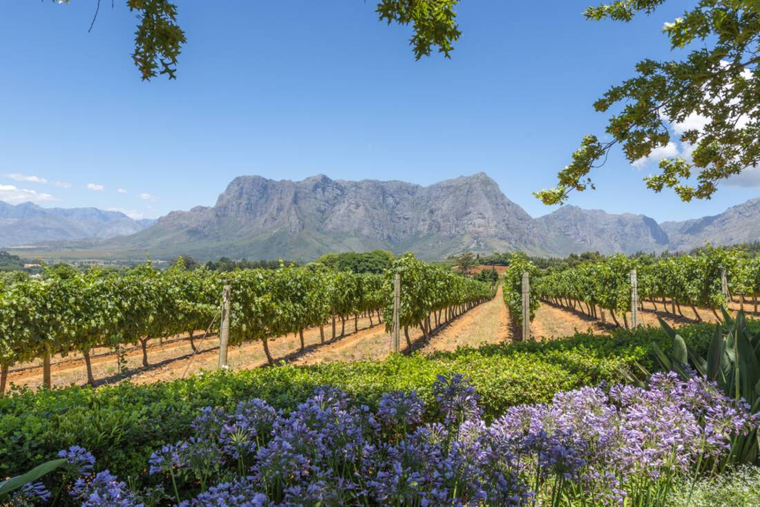 South African Vineyard