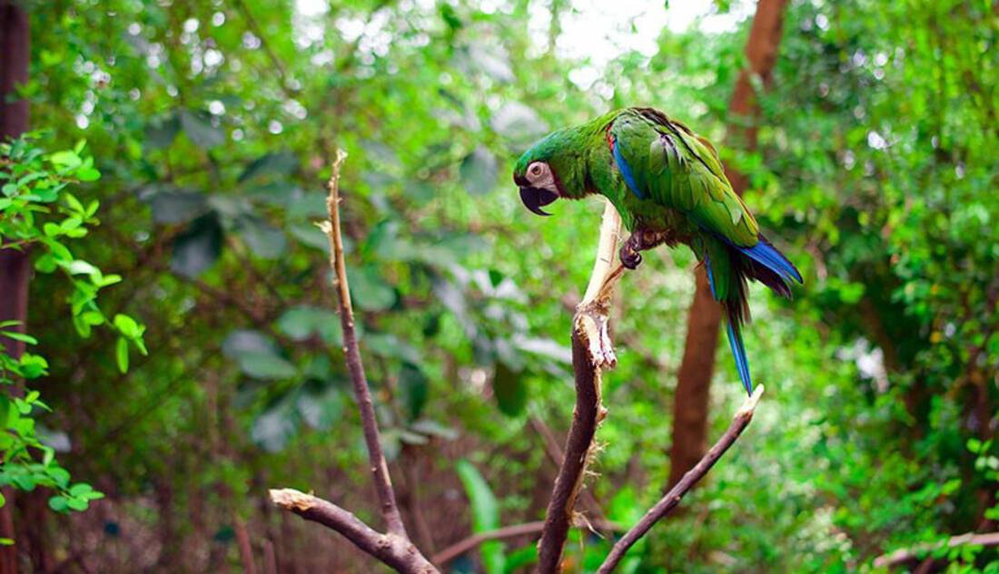 Amazon Rainforest