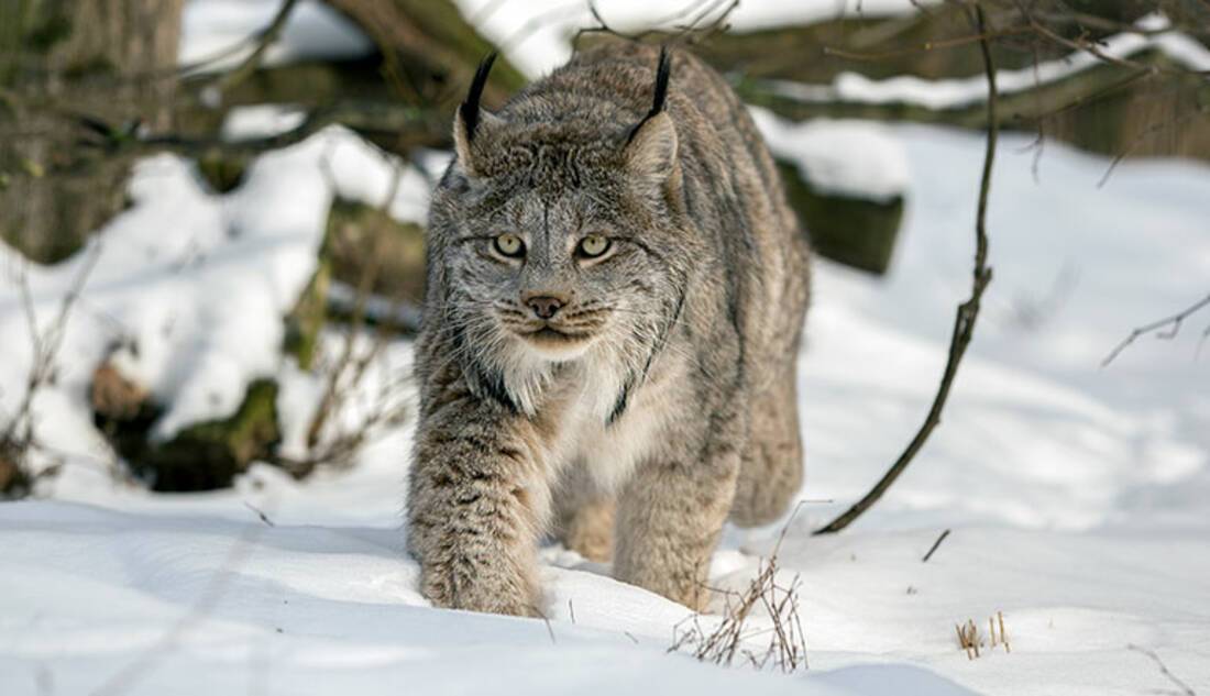 Canada Lynx