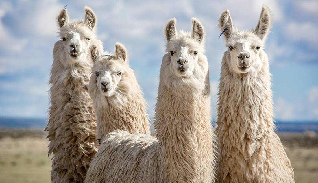 Llamas