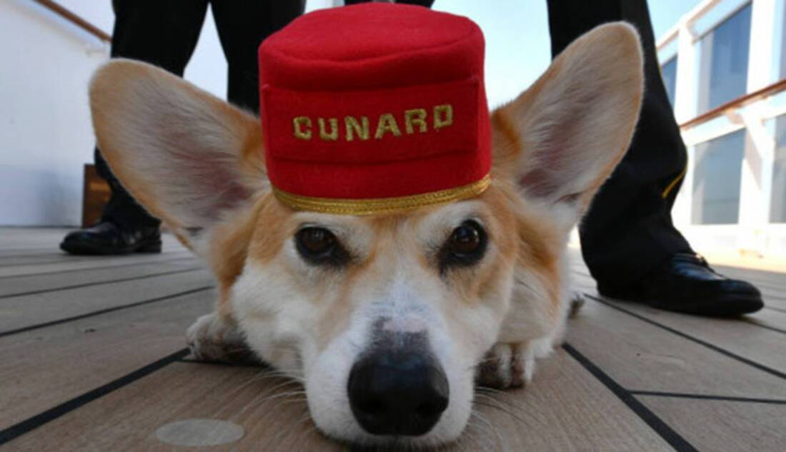 Pet-friendly cruises