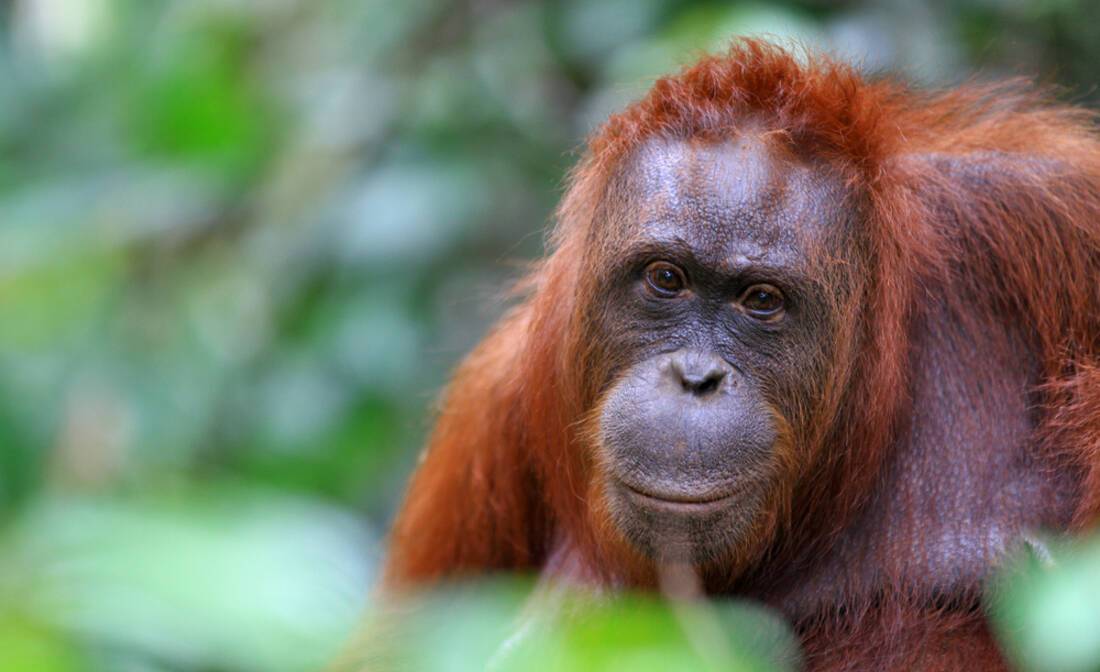 Orangutan in Borneo