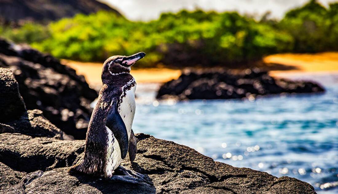 Galapagos Penguin, Galapagos Islands