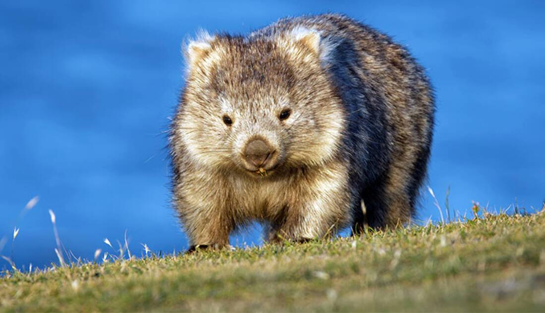 Wombat, Australia