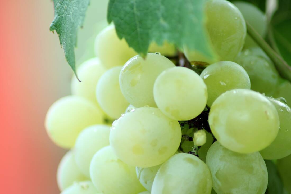 Eating grapes at midnight on New Year's Eve in Spain
