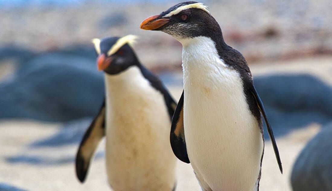Fiordland Penguins, New Zealand