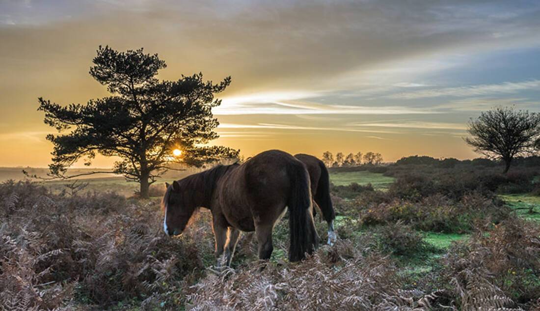 New Forest National Park