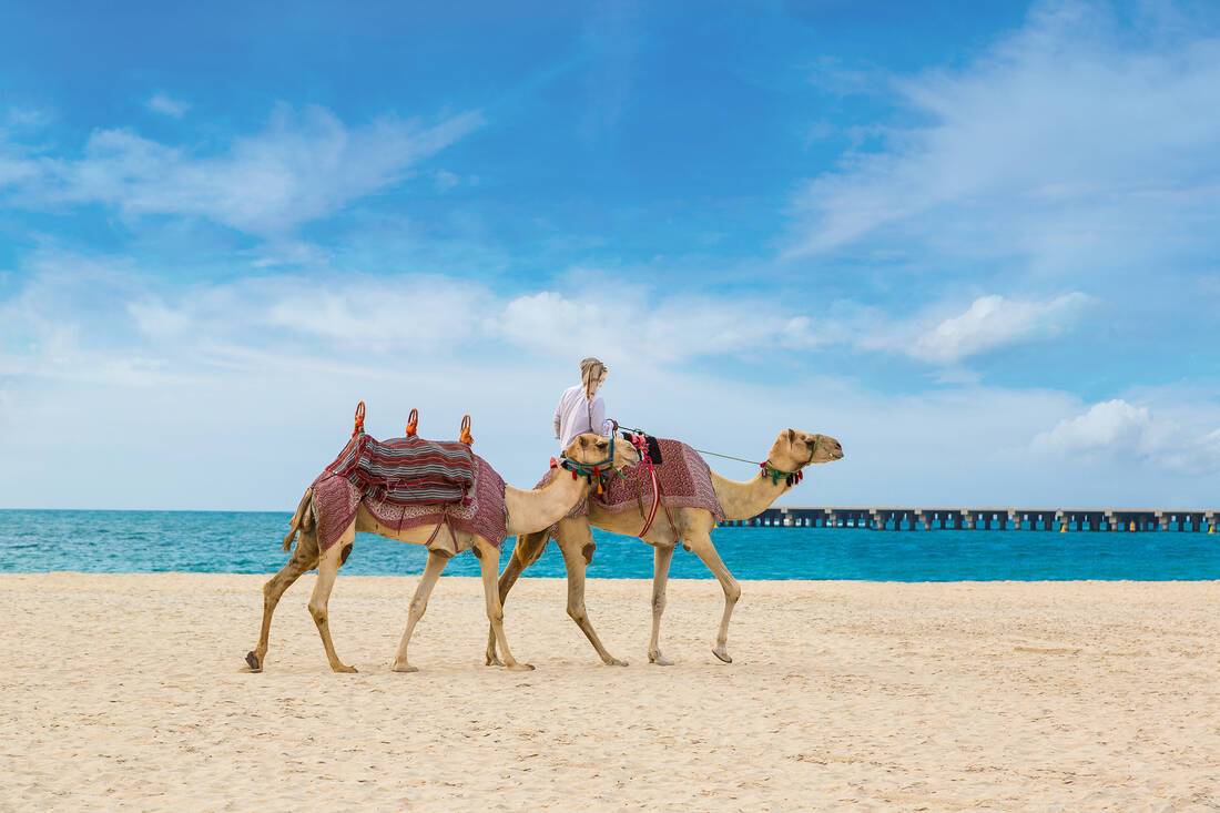 Dubai-Camel-Marina