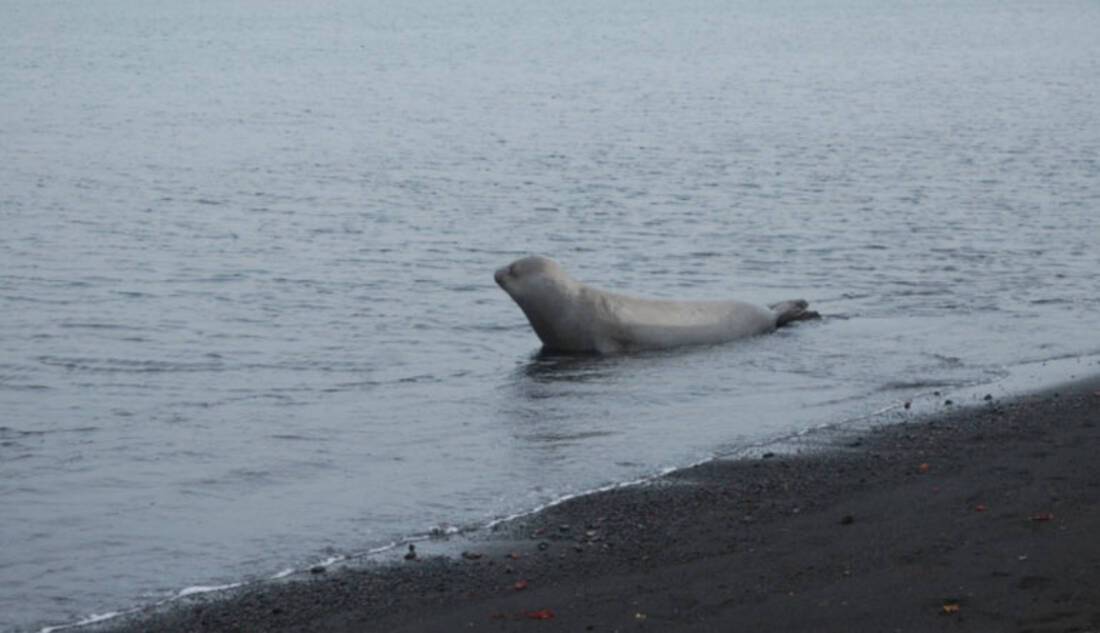 Elephant Seal in Antarctica