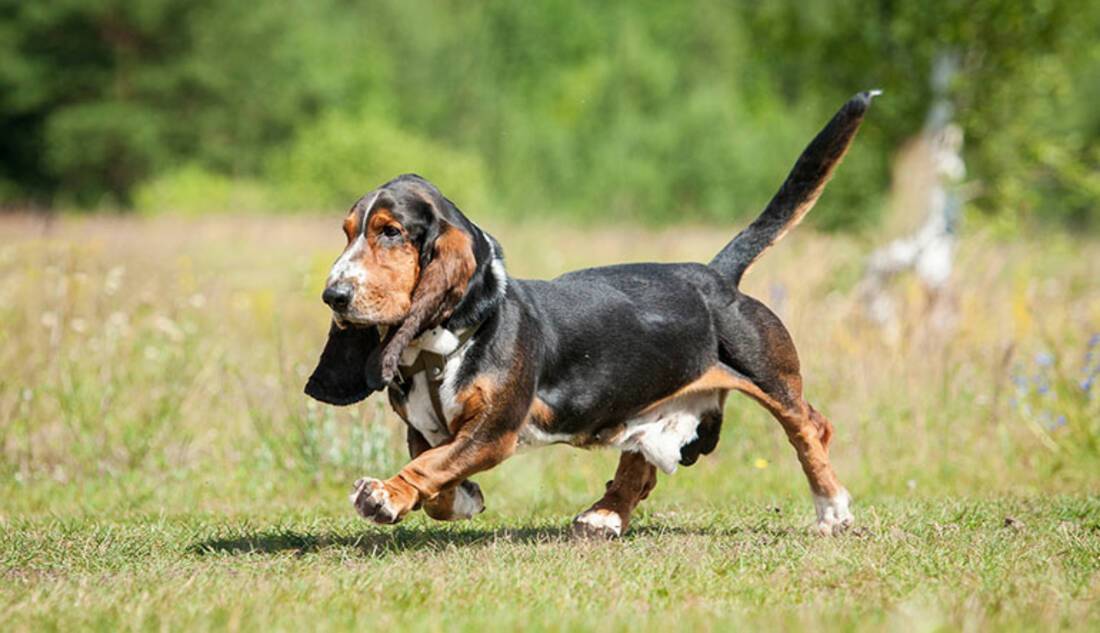 Basset Hound