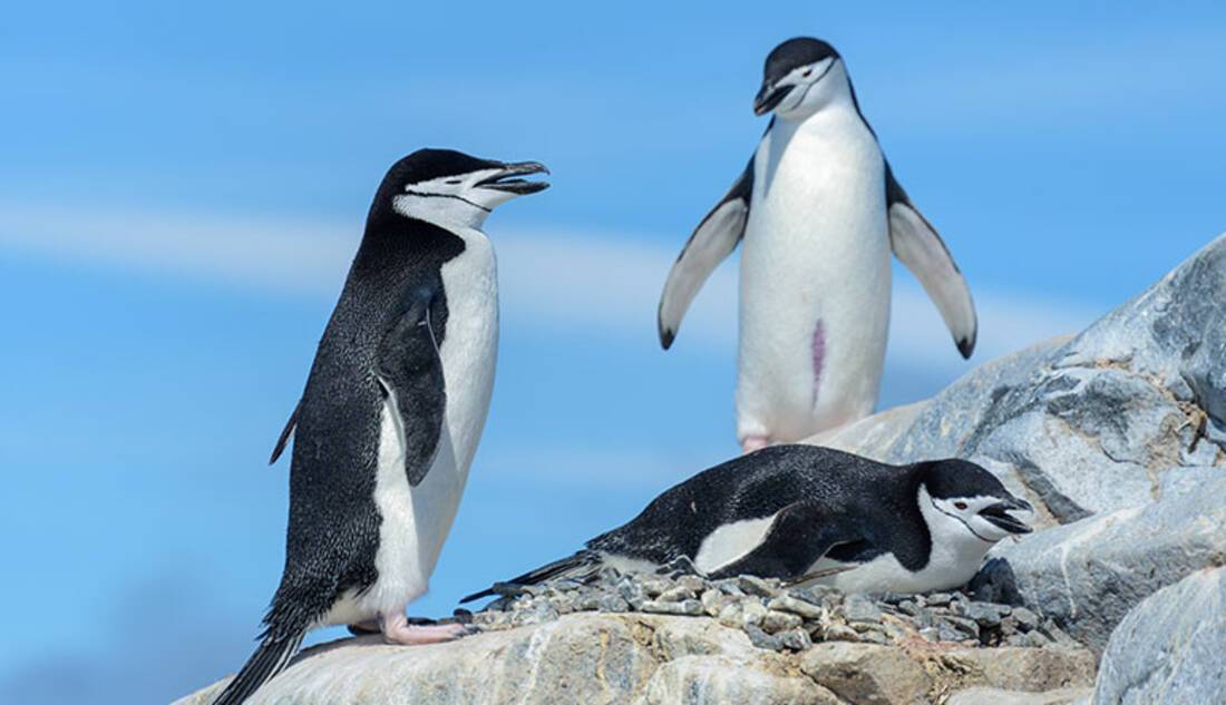 Chinstrap Penguins, Antarctica