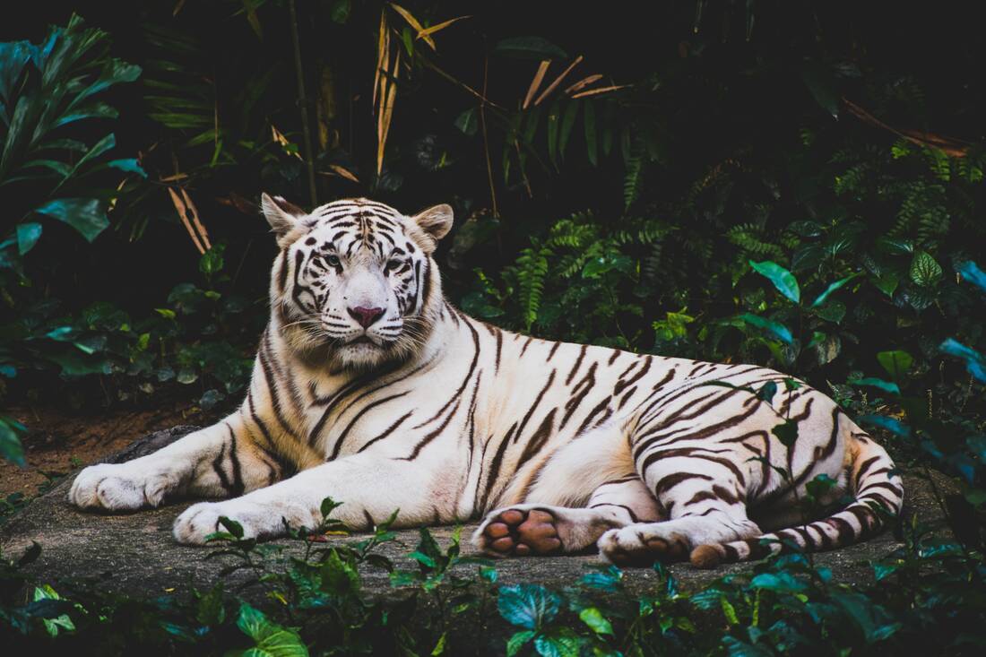 white tiger Santiago zoo