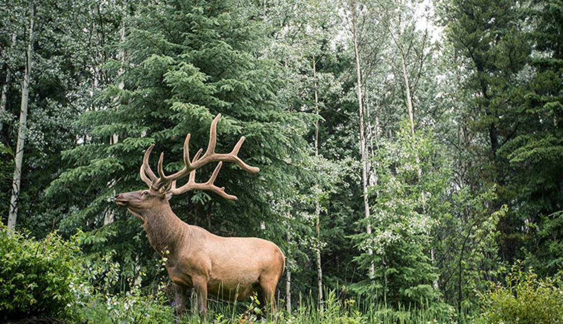 Elk, Canadian Rockies