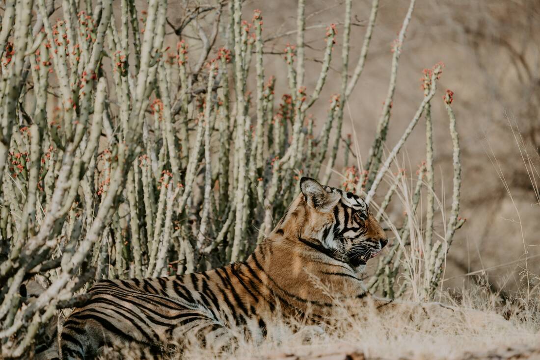 Tiger in Ranthambore Park
