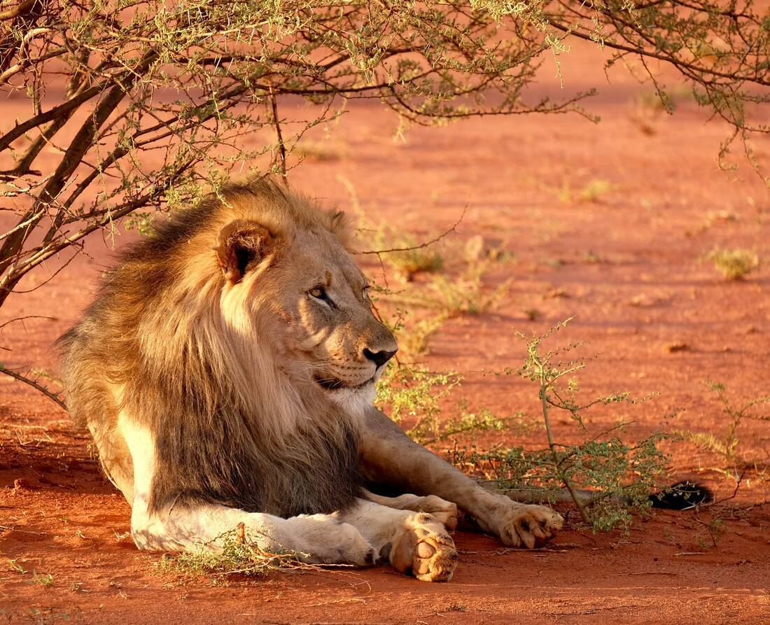 See wild lions on your Fred. Olsen cruise holiday