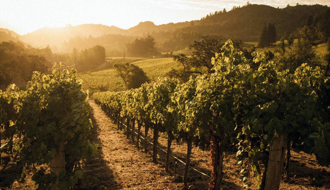 Nappa Valley Vineyard, America