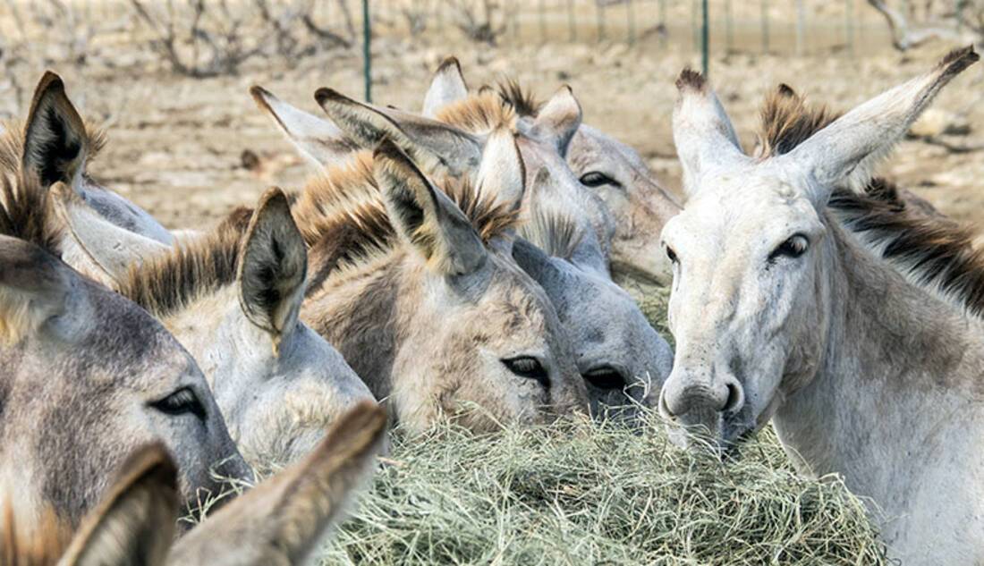 Donkey Sanctuary Bonaire, Bonaire
