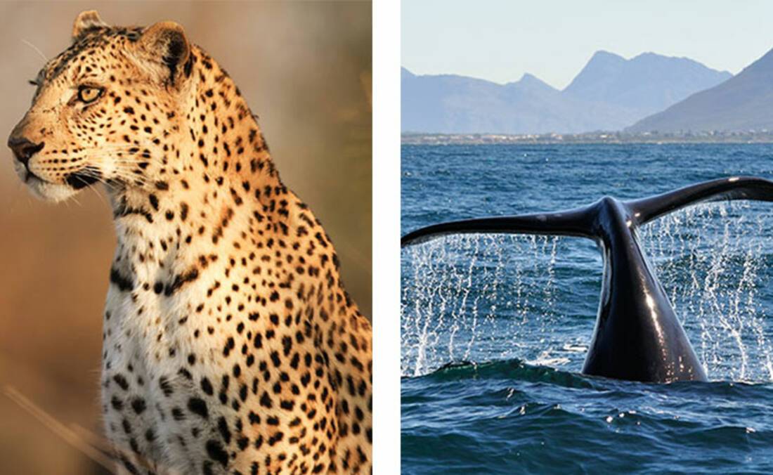 Leopard in South Africa, whale in Hermanus
