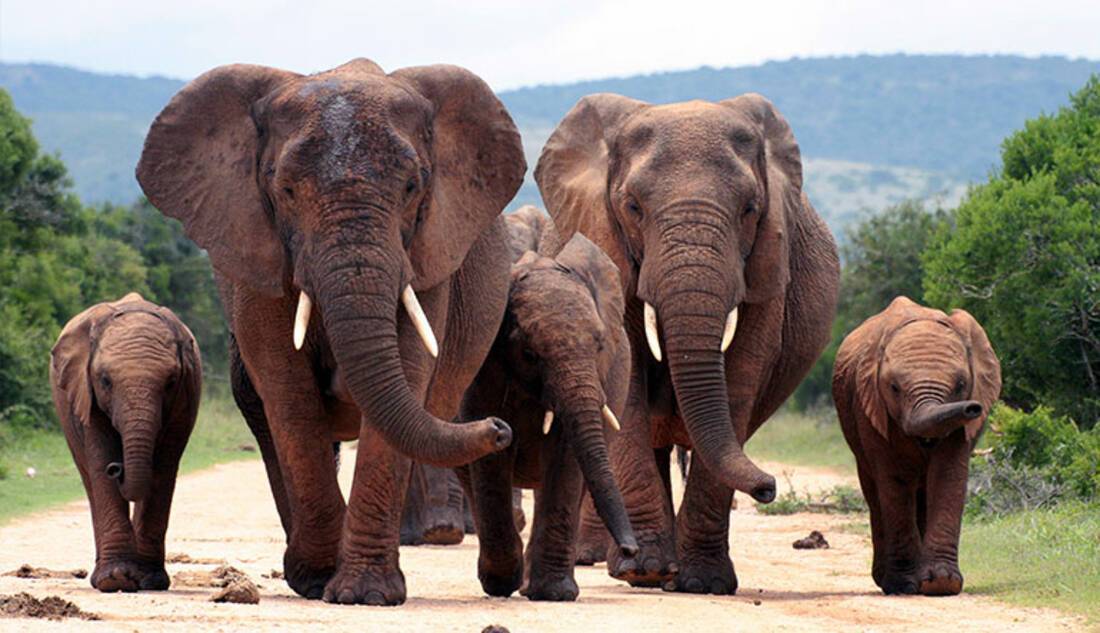 The Big 5