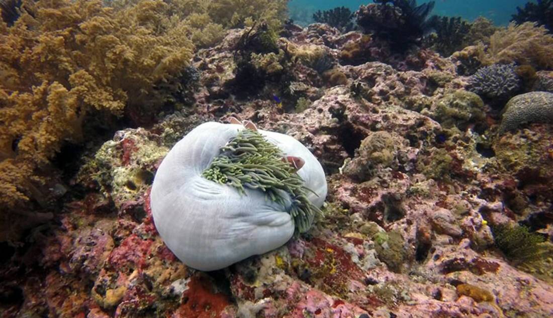 Coral, Komodo Island