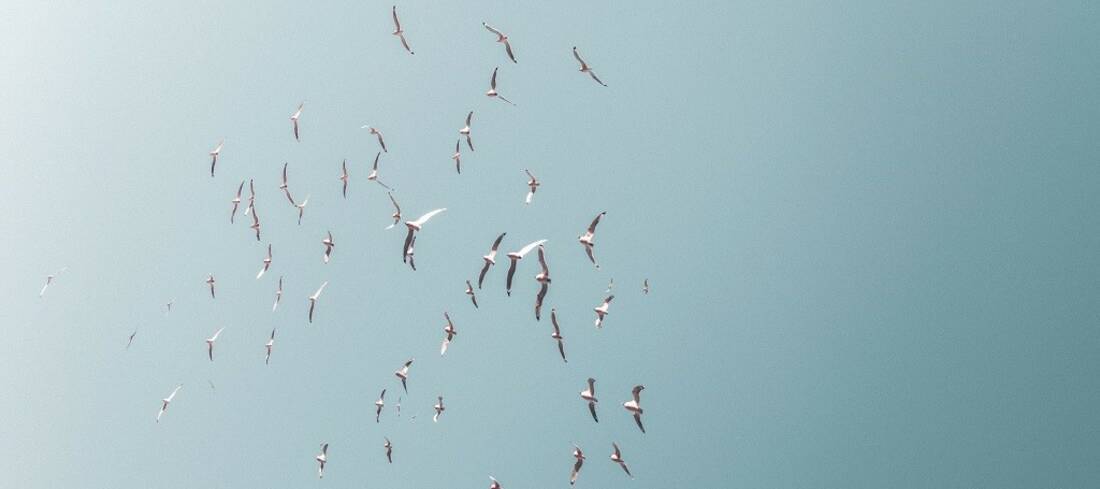 Birds in the sky