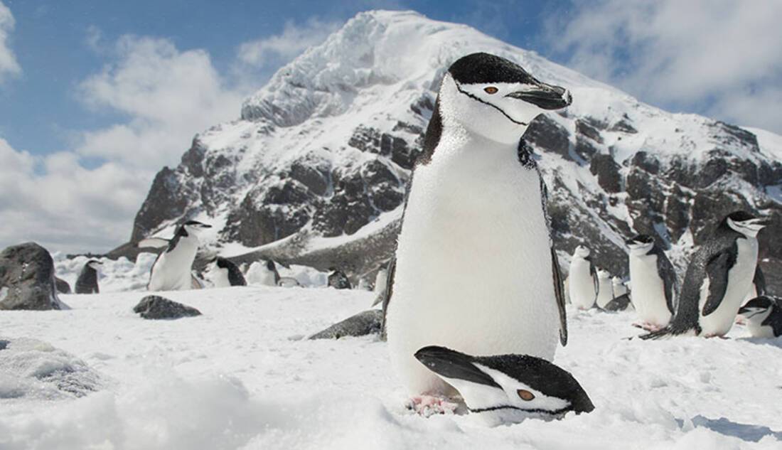 Chinstrap Penguins, Antarctica
