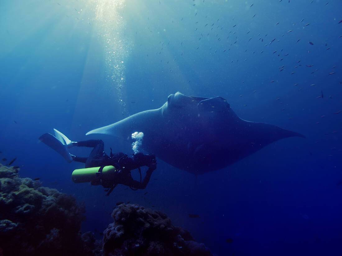 Manta ray