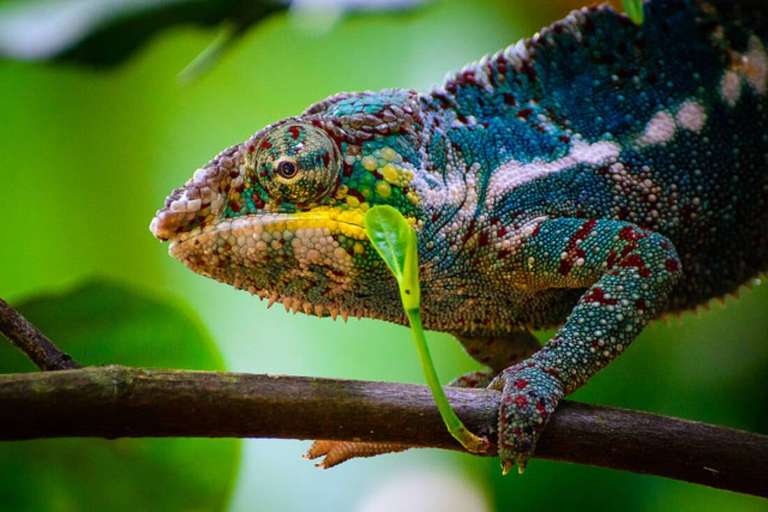 Panther Chameleon in Madagascar