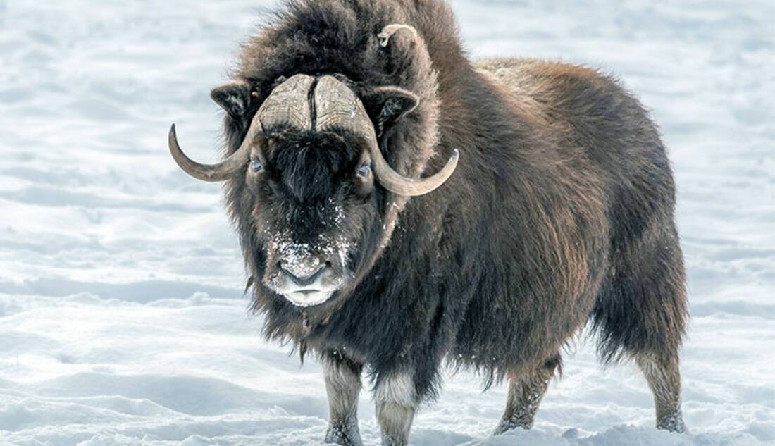 Musk Oxen, Arctic Circle