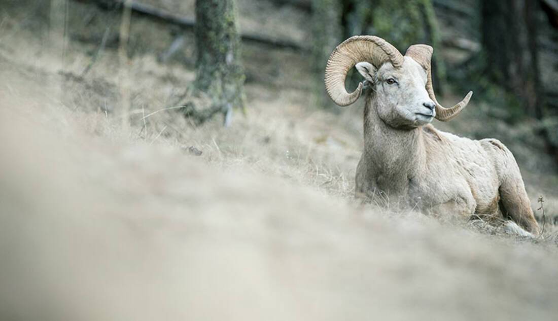 Bighorn sheep, Canadian Rockies