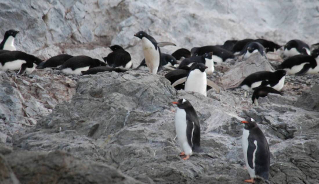 Penguins in Antarctica