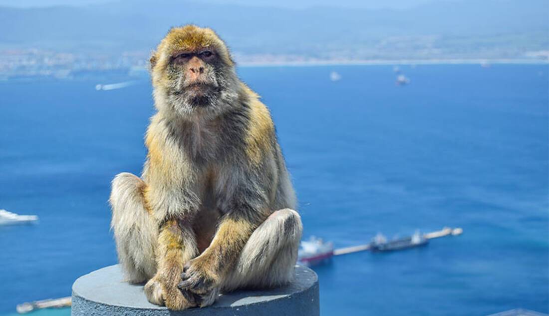 Barbary Macaques in Gibraltar